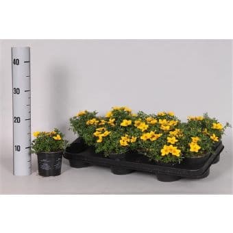 Биденс / Bidens