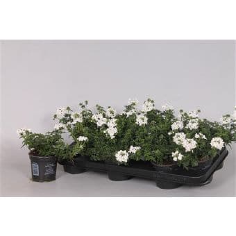 Вербена / Verbena