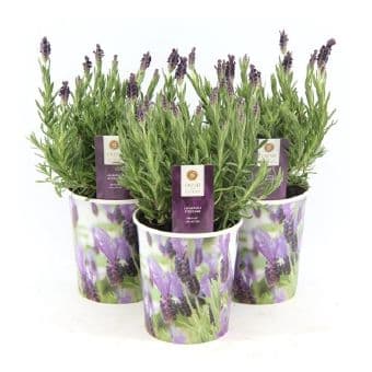Лавандула / Lavandula C13