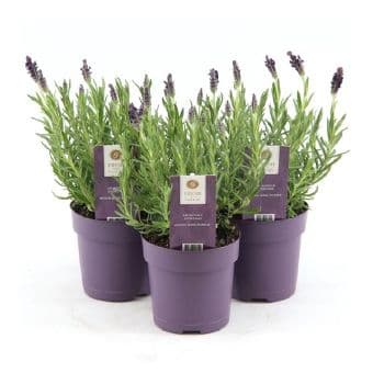 Лавандула / Lavandula