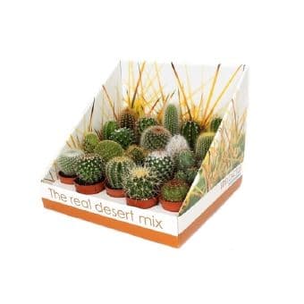 Кактус / Cactus mix
