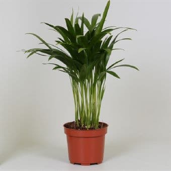 Палма Dypsis lutescens C12