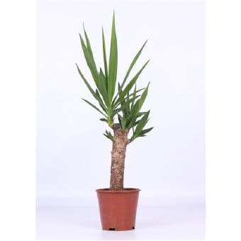 Юка / Yucca C14