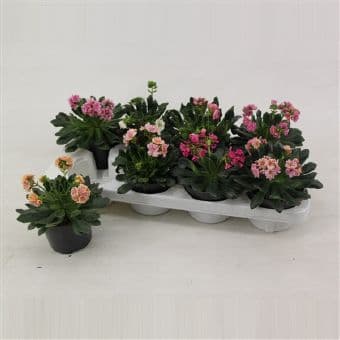 Левизия / Lewisia C12