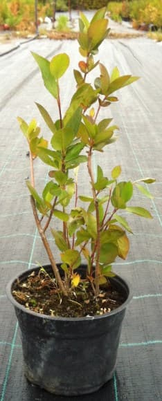 Арония Aronia melanocarpa 20/30 2L