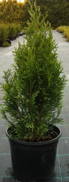 Западна туя Смарагд Thuja occ. Smaragd 30/40 2L