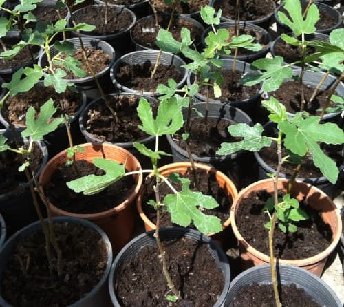 Смокиня Ficus carica 25/30 1.5L