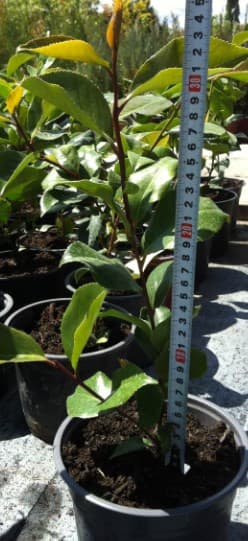 Камелия Camellia 30/40 2L