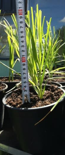 Кортадерия Cortaderia 15/20 1.5L