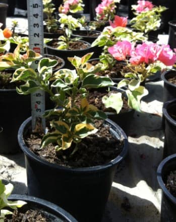 Бугенвилия-микс Bougenvillea-mix 10/15 1.5L