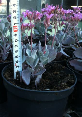 Каланхое Kalanchoe 10/15 1.5L