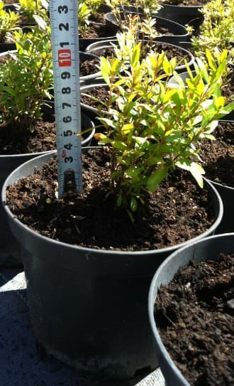 Декоративен нар Punica granatum nana 8/10 1.5L