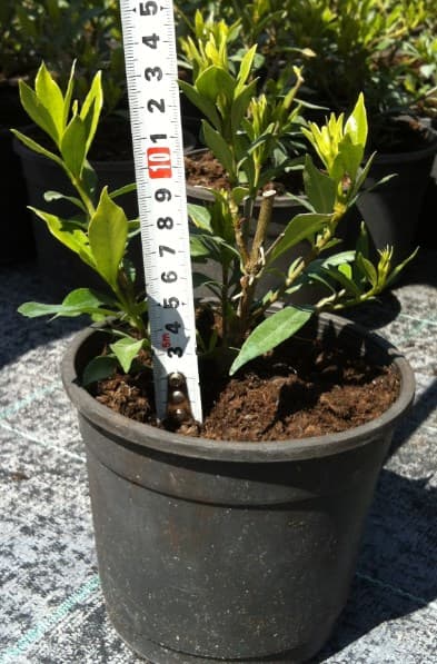 Гардения Gardenia 10/15 1.5L