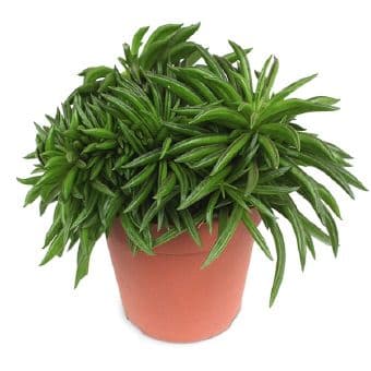Пеперомия Peperomia C12