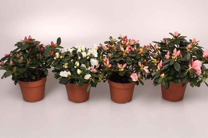Азалия Rhododendron C12