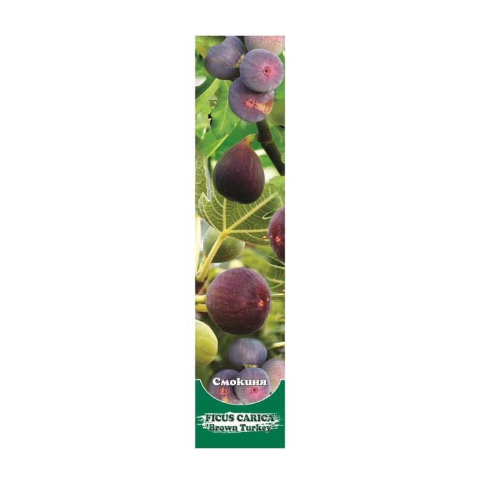 Смокиня Ficus Carica - кутия
