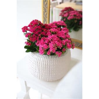 Каланхое Kalanchoe