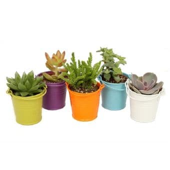 Суколентни в цинкова кофичка Succulent mix