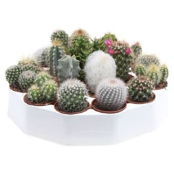 Кактус Cactus rondo mix