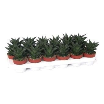 Хавортия Haworthia lymifolia