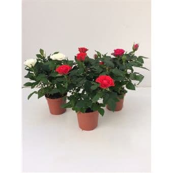 Роза Rosa favourite mix C7