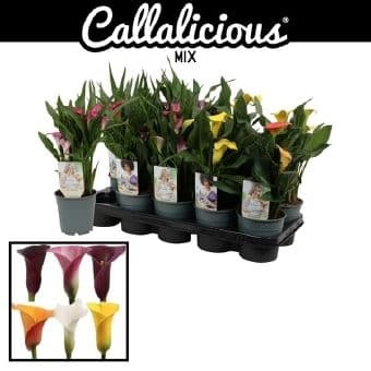Кала Zantedeschia C12