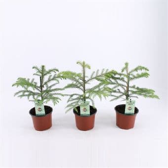 Стайна ела Araucaria C12