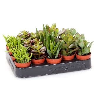 Красула Crassula mix