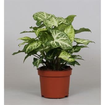 Сингониум Syngonium C12