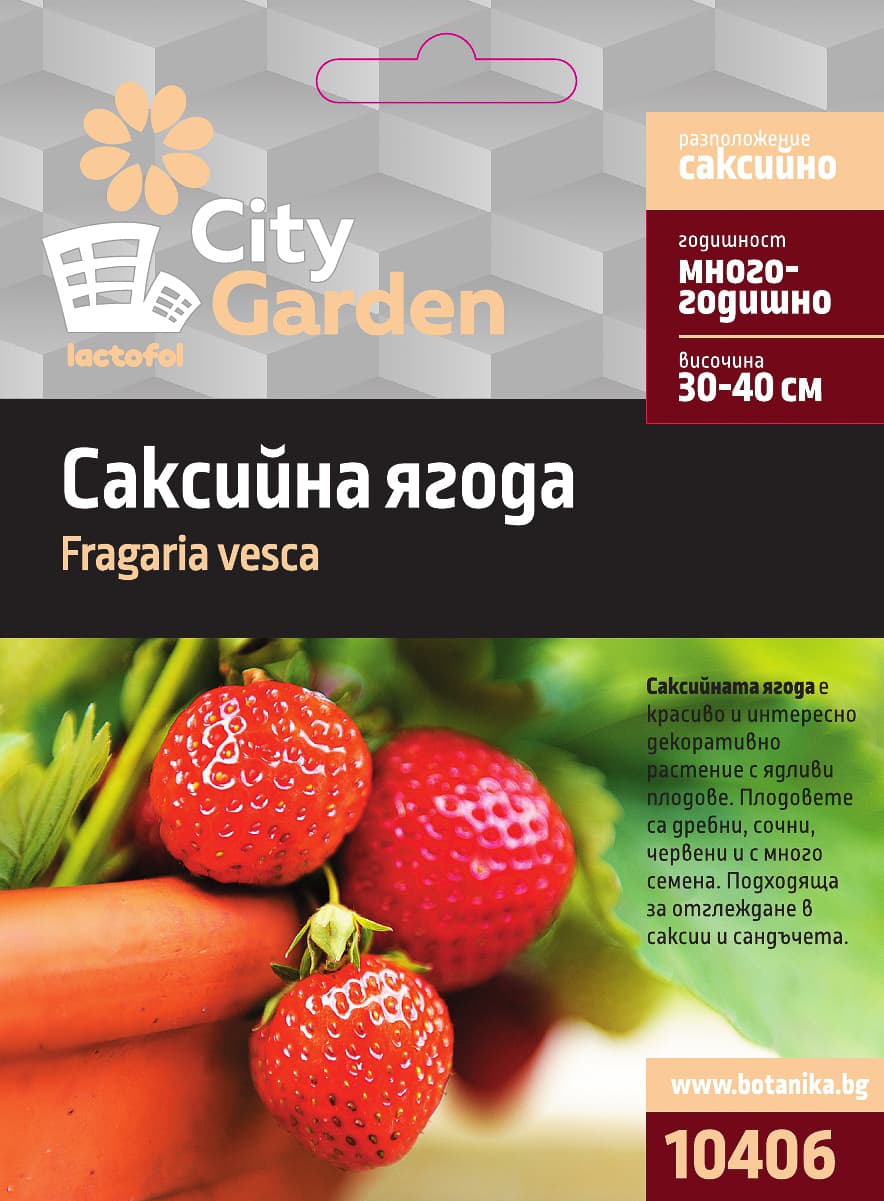 Семена Саксийна ягода City Garden