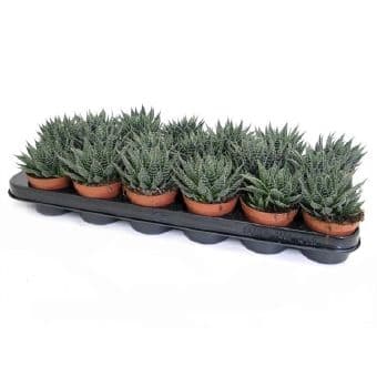Алое Aloe aristata