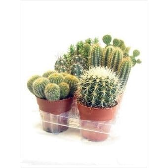 Кактус Cactus mix C12
