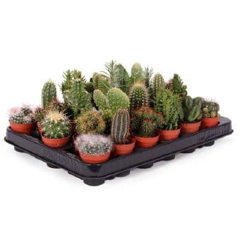 Кактус микс Cactus mix