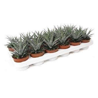 Хавортия Haworthia big band
