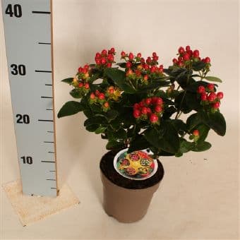 Xиперикум миракъл Hypericum miracle C13