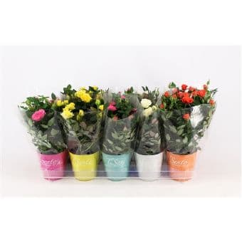 Роза Rosa Tisento potcover C10