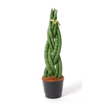 Сансевиерия Sansevieria Twist