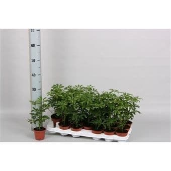 Шефлера Schefflera luseana