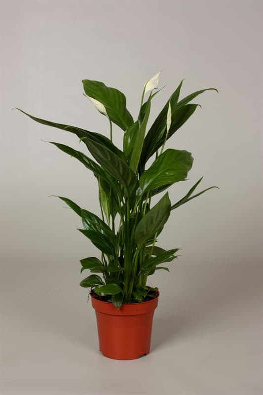 Спатифилум Spathiphyllum C12