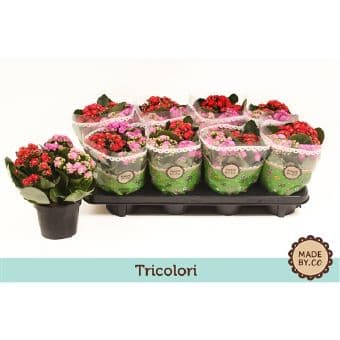 Каланхое Kalanchoe tricolori C12