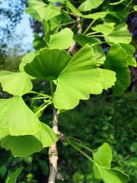 Гинко билоба Ginkgo biloba 30/40 2л