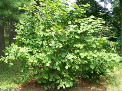 Лешник Corylus avelana 30/40 2л
