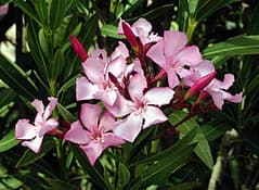 Лян / Зокум Nerium oleander контейнер 11х11