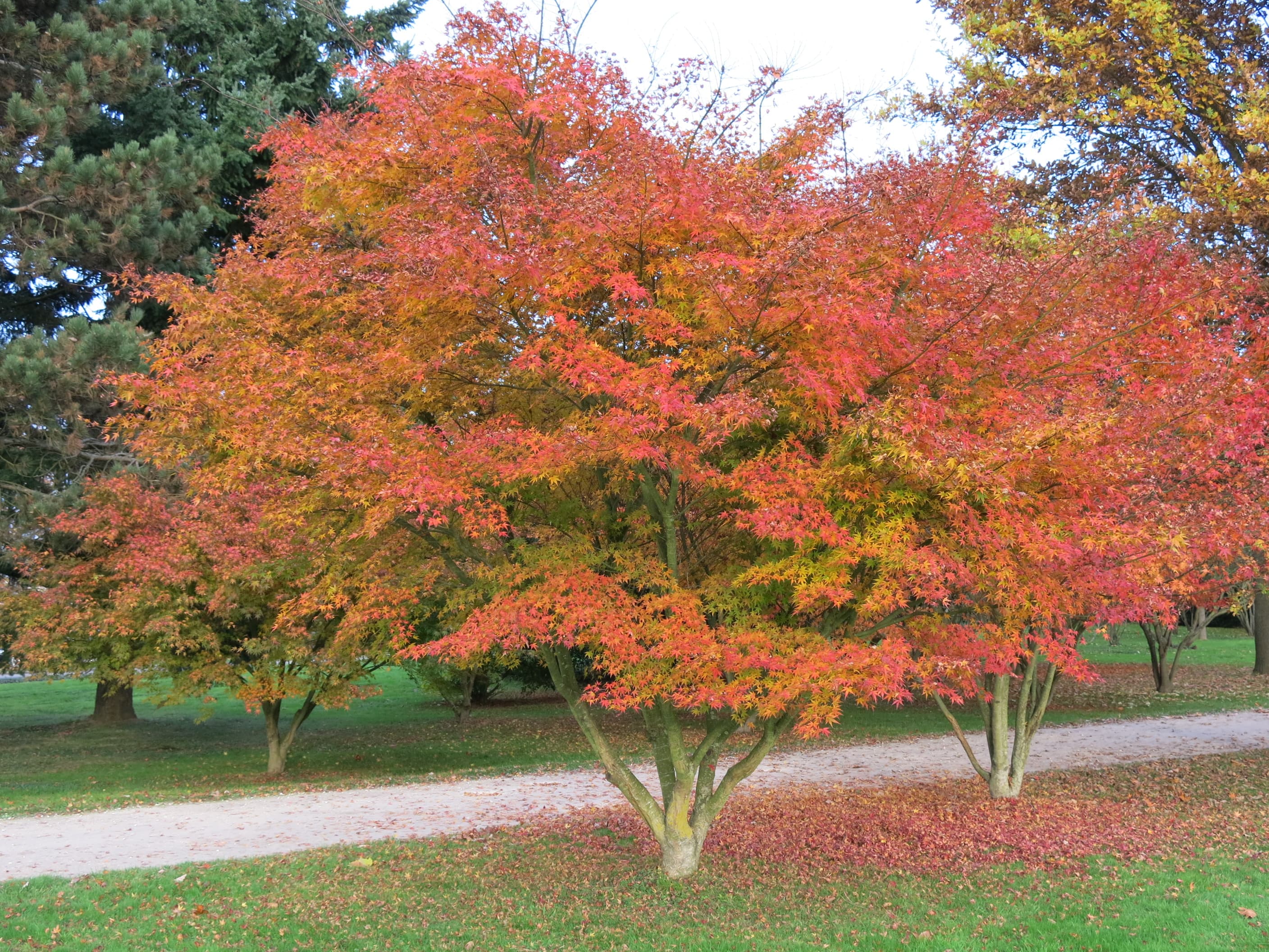Ацер Палматум Acer Palmatum 20/30 2л