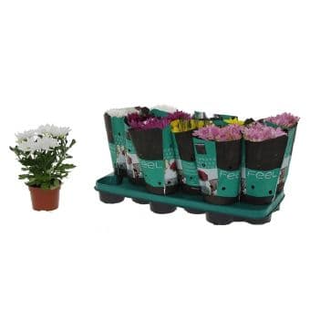 Хризантема Chrysanthemum IBH