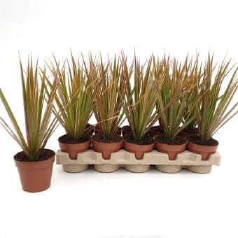 Драцена Dracaena bicolor C12