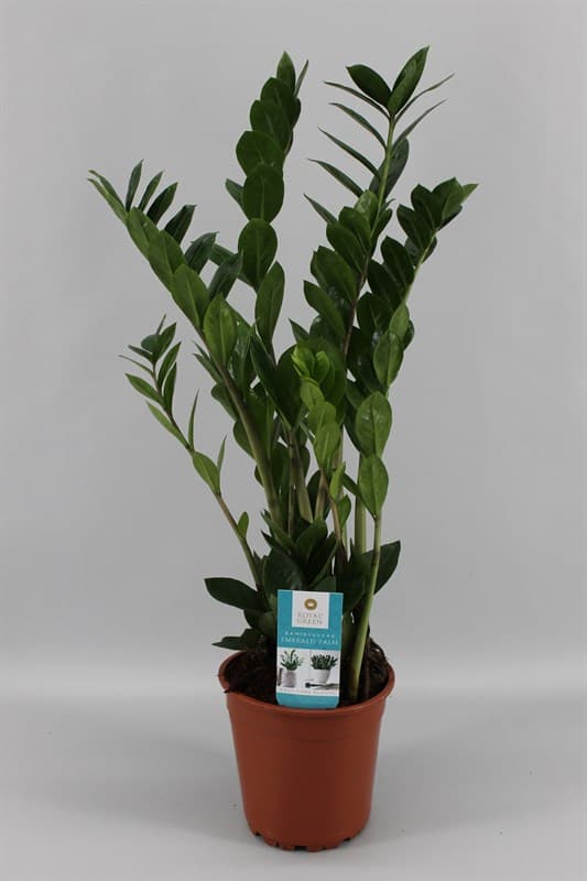 Замиокулкас Zamioculcas C17