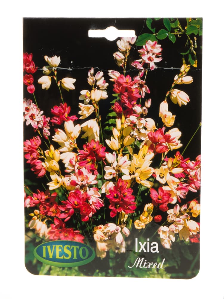 Луковици иксия Ixia микс