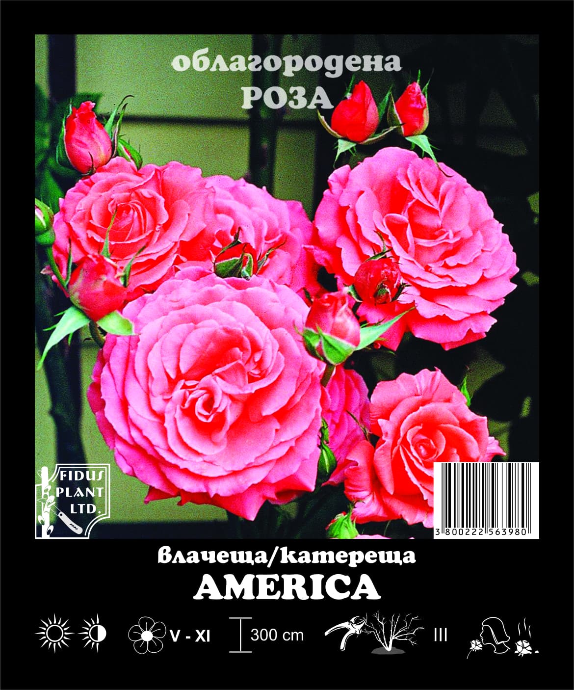 Рози корен America