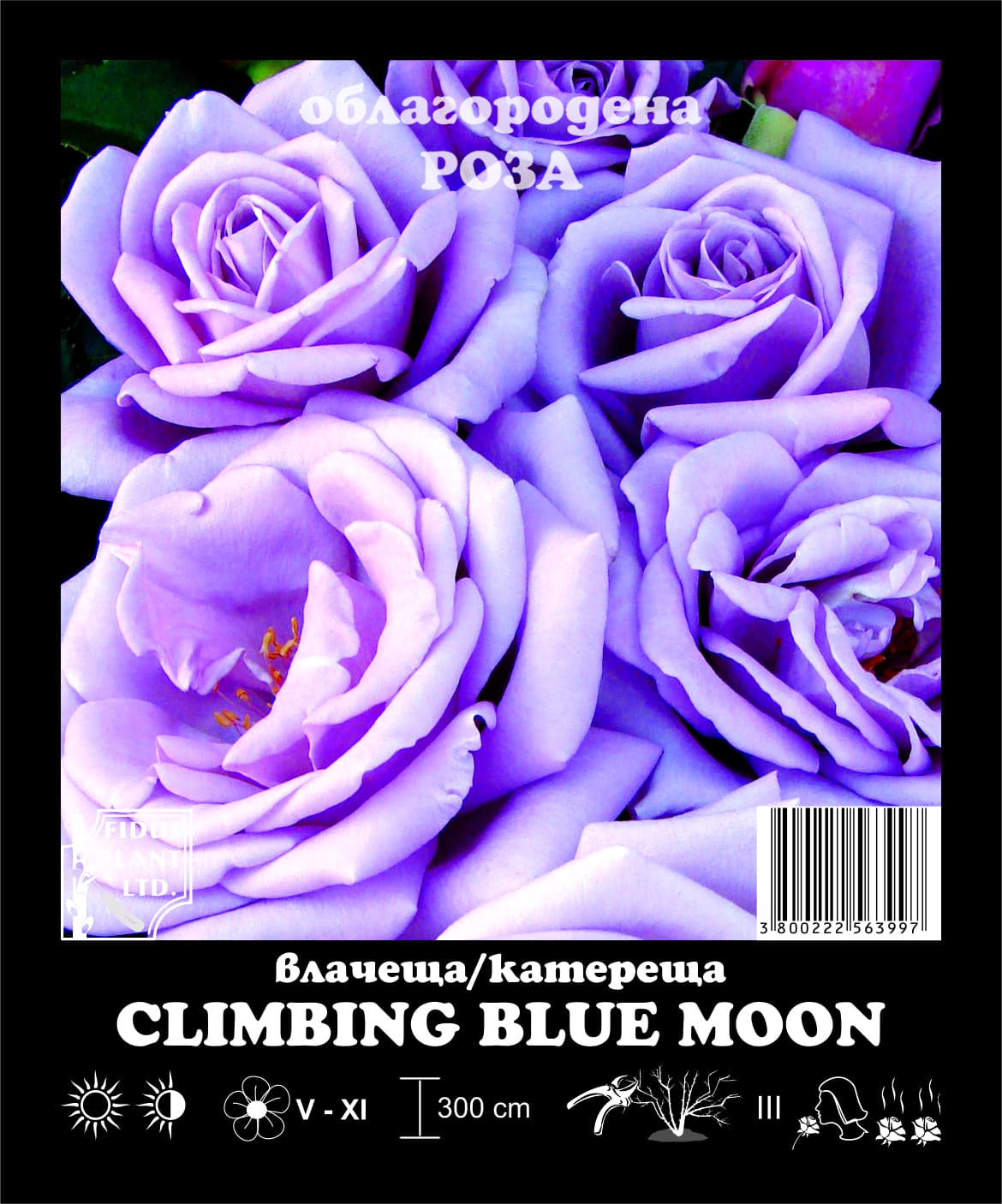 Рози корен Climbing Blue Moon